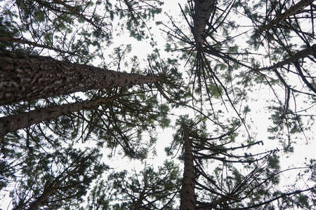A low angle shot of a dense forest with lots of tall trees
