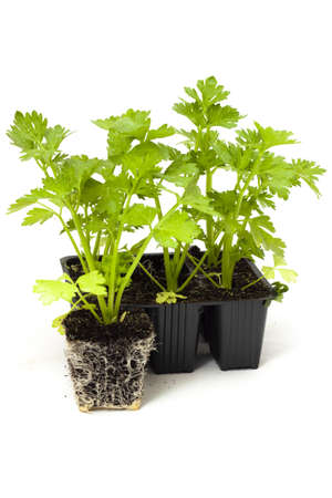 A closeup shot of the celery seedlings isolated on white backgroundの写真素材