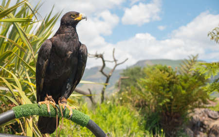 A closeup shot of black eagle verraux standing on a steel barの写真素材