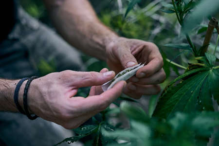 A man rolling marijuana joint near the cannabis plantの写真素材