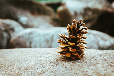 A selective focus shot of a conifer cone on the stoneの写真素材