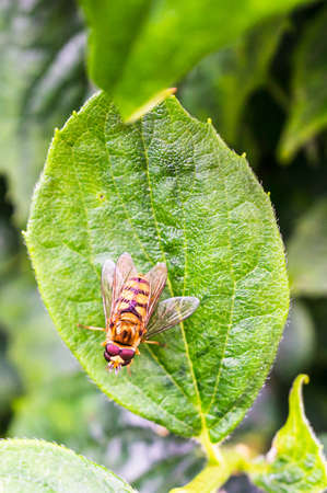 A closeup vertical shot of pairing hoverflies on a green leaf