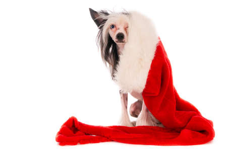 A closeup shot of a cute Chinese crested dog with Xmas decorative hat isolated on white backgroundの写真素材