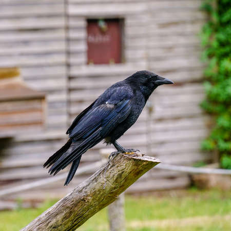 A shallow focus shot of a crow standing on a wooden branch with a blurred background