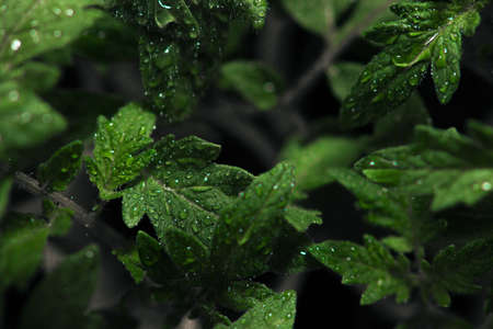 A selective focus shot of dew on leaves with dark background