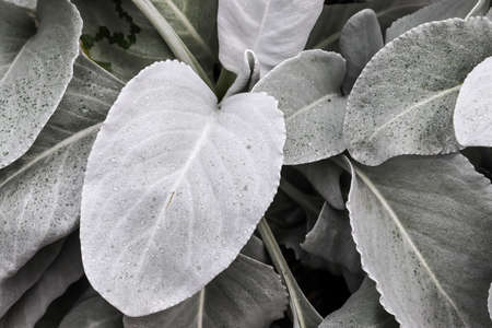 A closeup of angel wings (Senecio candicans)の写真素材