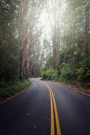 A vertical picture of a road surrounded by greenery in a forest under the sunlight at daytime