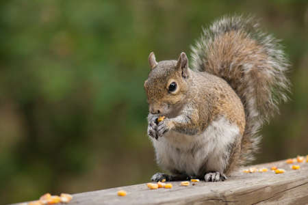 A closeup shot of a squirrel eating pieces of corn