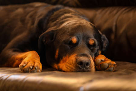 A closeup shot of a cute domestic Rottweiler dog sleeping on a leather sofaの写真素材