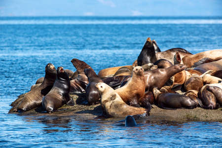 The Stellar sea lions on the Hornby Island at daytime in Vancouver, Canadaの写真素材