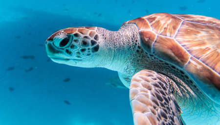 An amazing shot of a sea turtle swimming in the crystally clear water