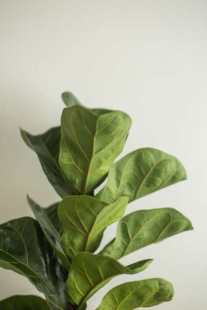 The green leaves of a fiddle-leaf fig tree (Ficus Lyrata) tropical houseplant on a white background