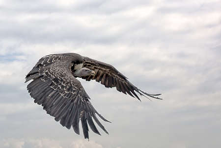 A closeup of a white-rumped vulture flying in the cloudy sky