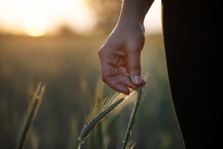 A close up shot of a person's hand touching the green wheat plantsの写真素材