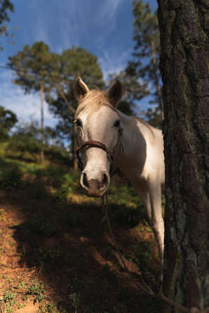 A vertical shot of a beautiful horse in a golden hour sunsetの写真素材