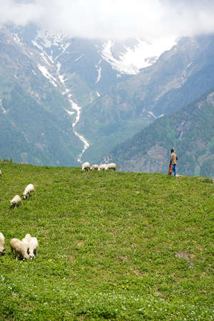 A flock of sheep and a shepherd in the fields