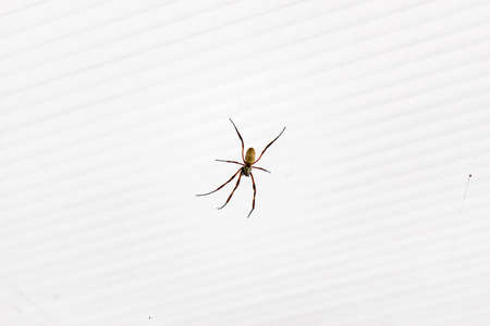 A closeup shot of a brown recluse spider on a white striped backgroundの写真素材