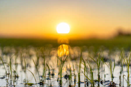 Macro shot of growing rice fields during sunset in the Albufera natural park, Valencia, Spain.の写真素材