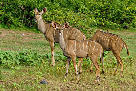 A beautiful shot of three kudus walking together surrounded by green nature during daylightの写真素材