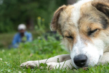 The white Himalayan dog resting in the natural environment with the closed eyes
