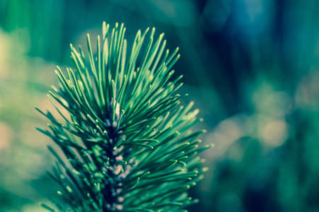 A soft focus of the tip of a young pine treeの写真素材