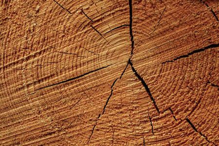 A closeup shot of the growth rings on the cut tree stumpの写真素材