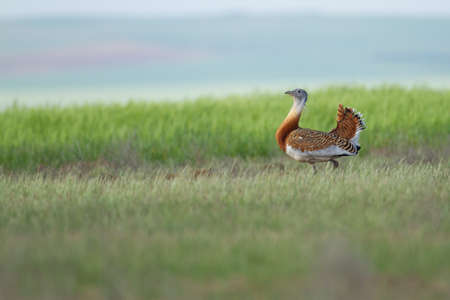 A great bustard in a grasslandの写真素材