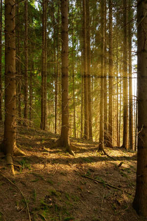 A vertical picture of lined up trees in the forestの写真素材
