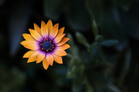A closeup shot of an orange flower with blurred backgroundの写真素材