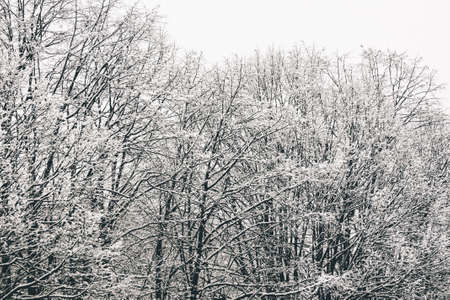 A low angle shot of the tree branches completely covered with snow