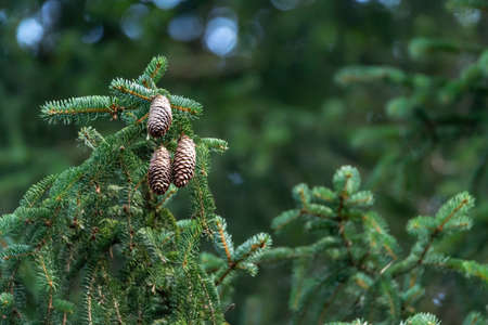 Fir branch, cones, coniferous forest. Blurred, bokeh, green background with copy space and place for text.の写真素材