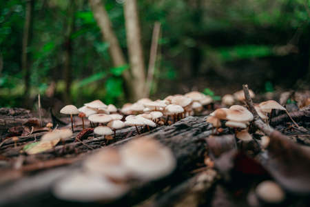 A closeup shot of Agaricus in the forestの写真素材