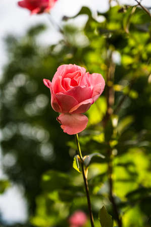 A vertical closeup shot of a beautiful pink rose blooming in a garden on a blurred backgroundの写真素材
