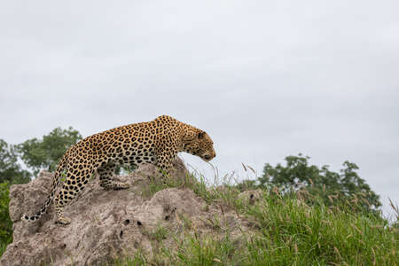 A closeup shot of an African leopard sitting on the rock with the grey sky in the background