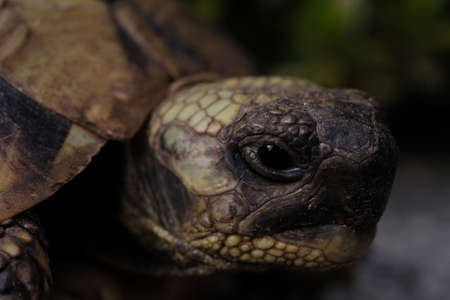 A closeup shot of a tortoiseの写真素材