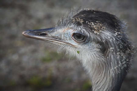 A grayscale shot of an ostrich headの写真素材