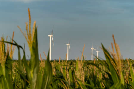 Countryside during the dusk, with a landscape of a windmill farm in Colonia, Uruguay. Three windmills can be see on the middle of the photo and some cの写真素材