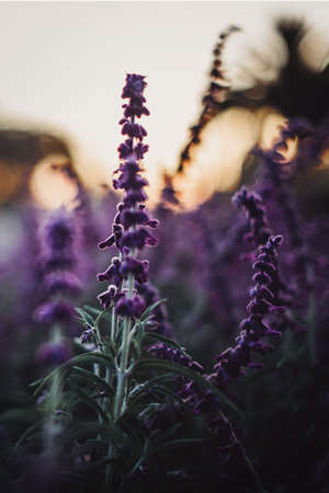 The beautiful purple digitalis during daytimeの写真素材