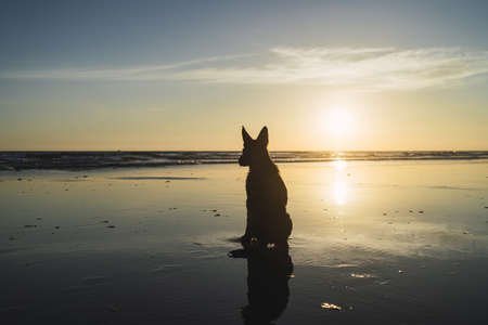 A silhouette of a big dog sitting on the sea coastline over the sunsetの写真素材