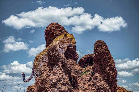 An African leopard climbing a rocky cliff under a cloudy skyの写真素材