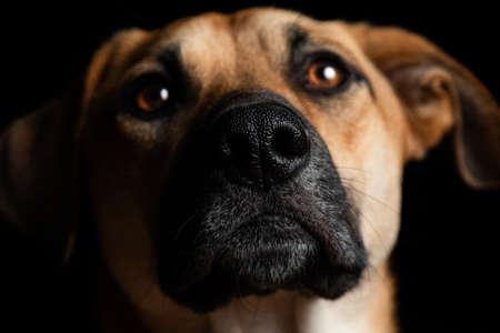A closeup shot of a beautiful brown domestic dog on a black background