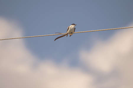 A closeup shot of a small bird sitting on a rope