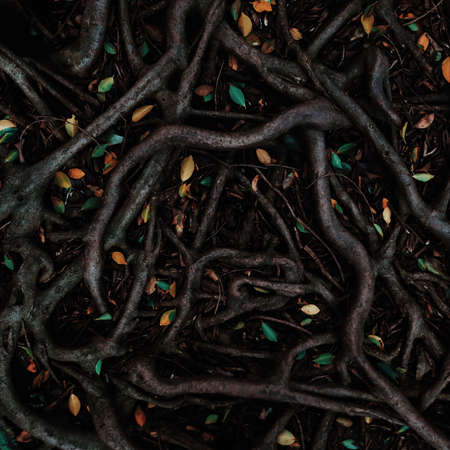 An overhead closeup shot of tree roots and branches with leavesの写真素材