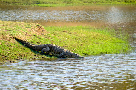 A beautiful shot of a crocodile near the lake standing on greeneryの写真素材