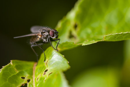 A closeup of a black fly sitting on the green leaf