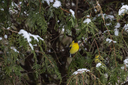 A small yellow canary sitting on the thin branch of a snow-covered pine tree