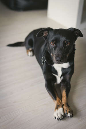 Black dog pet animal portrait