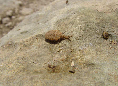 A closeup shot of an Ant lion insect in Malta