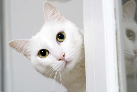 A headshot of a fluffy white cat looking from behind the doorの写真素材