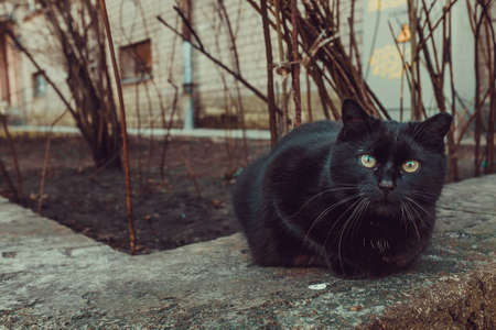 A black cat sitting outdoors next to a building and treesの写真素材